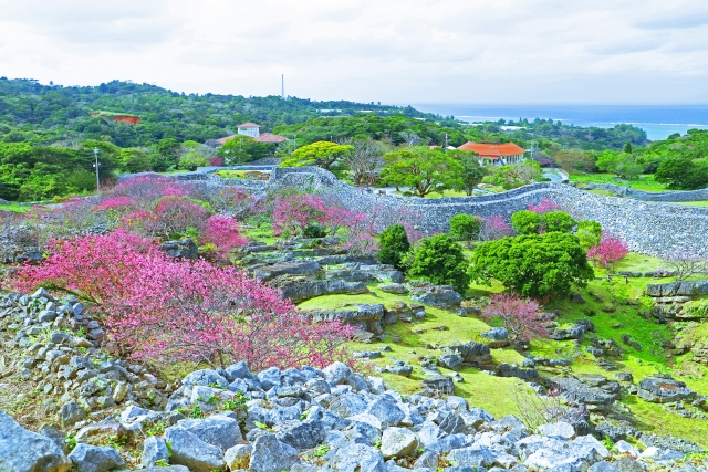 今帰仁城址、昼間の桜の風景
