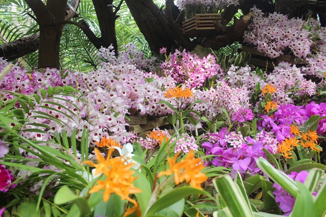 ビオスの丘の園内で密集して咲き誇るピンク、紫、オレンジ色の色鮮やかな蘭の花々。