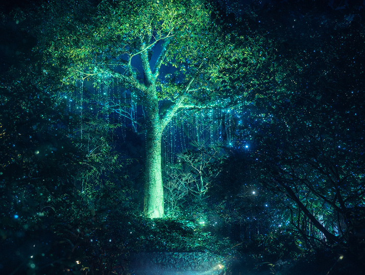 夜の森でブルーとグリーンに美しくライトアップされた巨大な木の写真。つらら状のイルミネーションが垂れ下がり、幻想的な雰囲気を醸し出している。